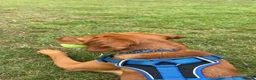 Springador dogs for sale: lovely 2 year old springador male - Advert 2