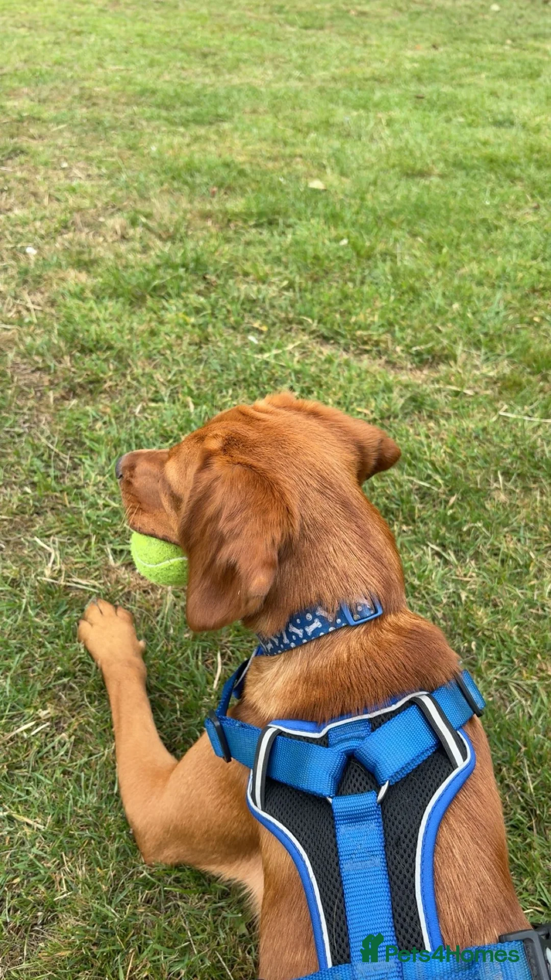 Springador dogs for sale: lovely 2 year old springador male - Advert 2