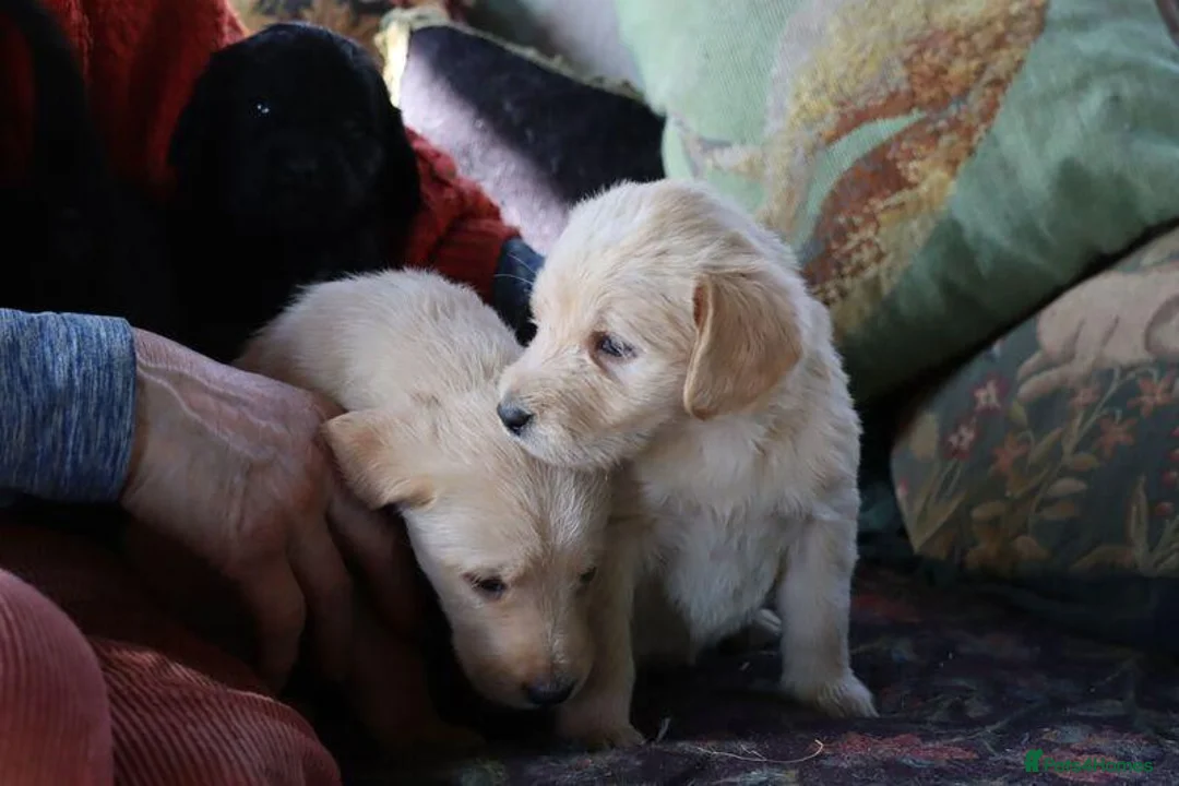 Labradoodle dogs for sale: Lovely Labradoodle Puppies - Advert 37