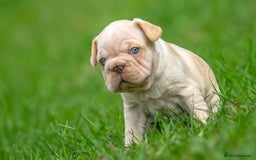 French Bulldog dogs for sale: French bulldog pups - Image 3