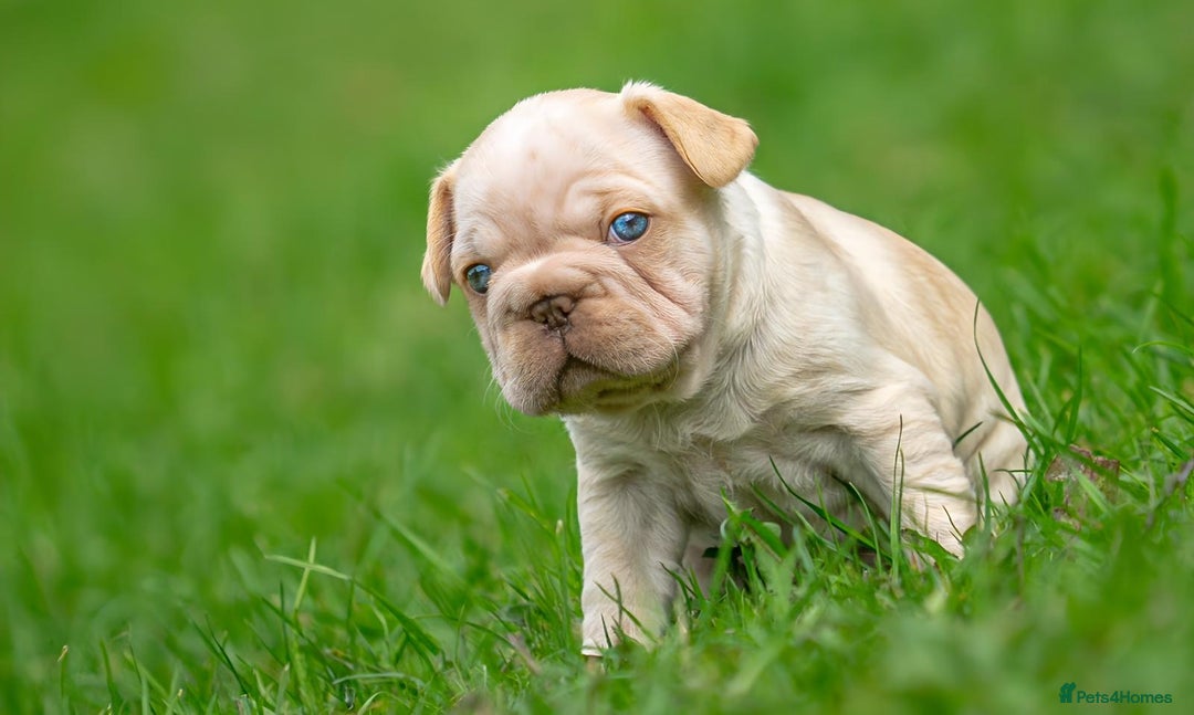 French Bulldog dogs for sale: French bulldog pups - Image 3