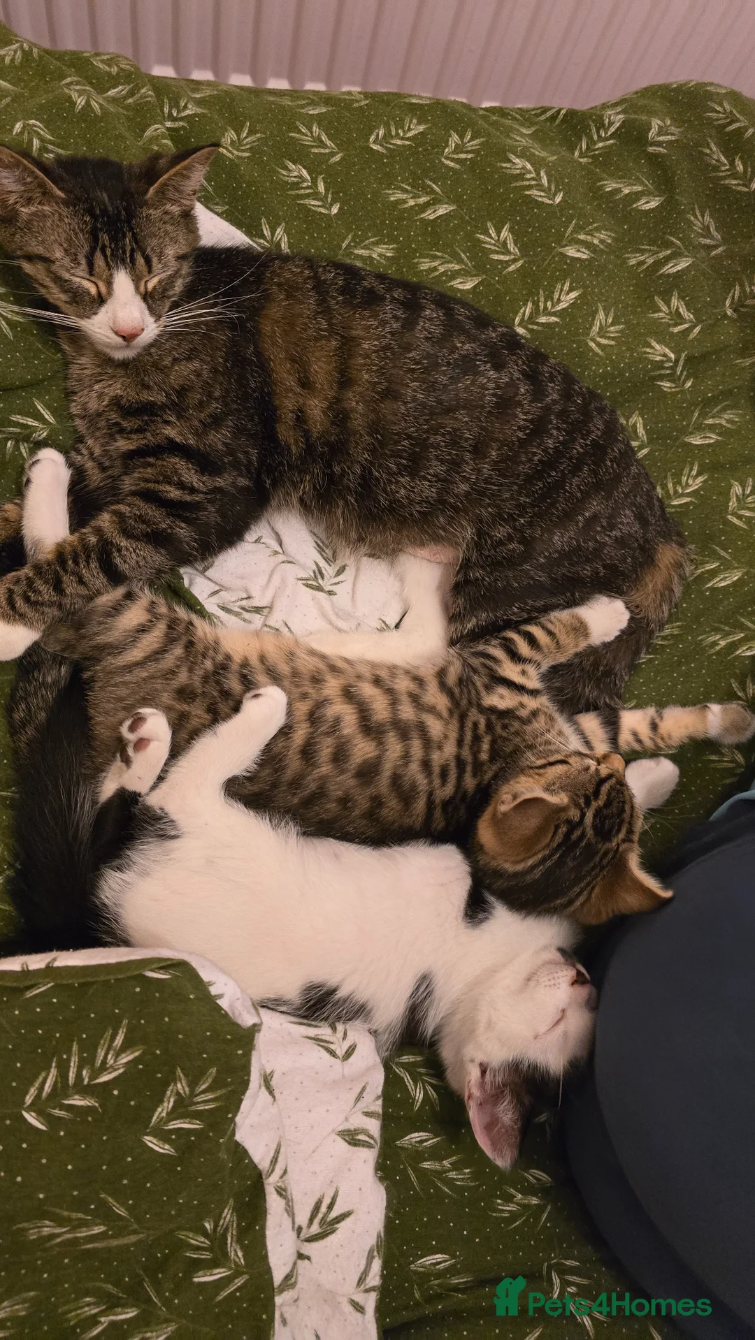 Mixed Breed cats for sale: Cute boys kittens for rehoming  - Advert 2