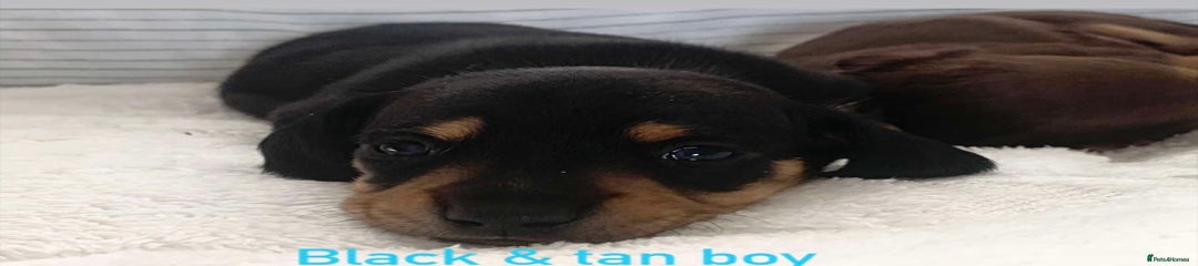 Miniature Dachshund Puppy 2