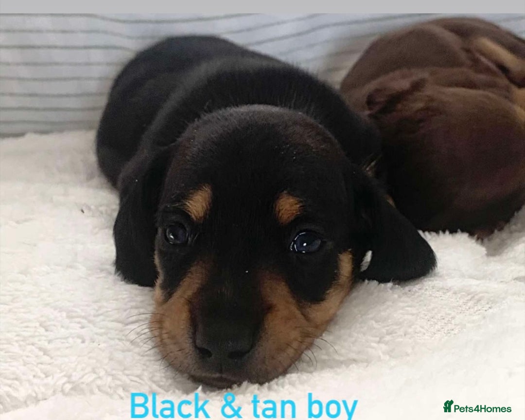 Miniature Dachshund dogs for sale: Kaneishan minature Daschund puppies  - Image 3