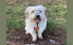 Mixed Breed dogs for adoption: OLIVE - Looking for experienced owners. - Image 4