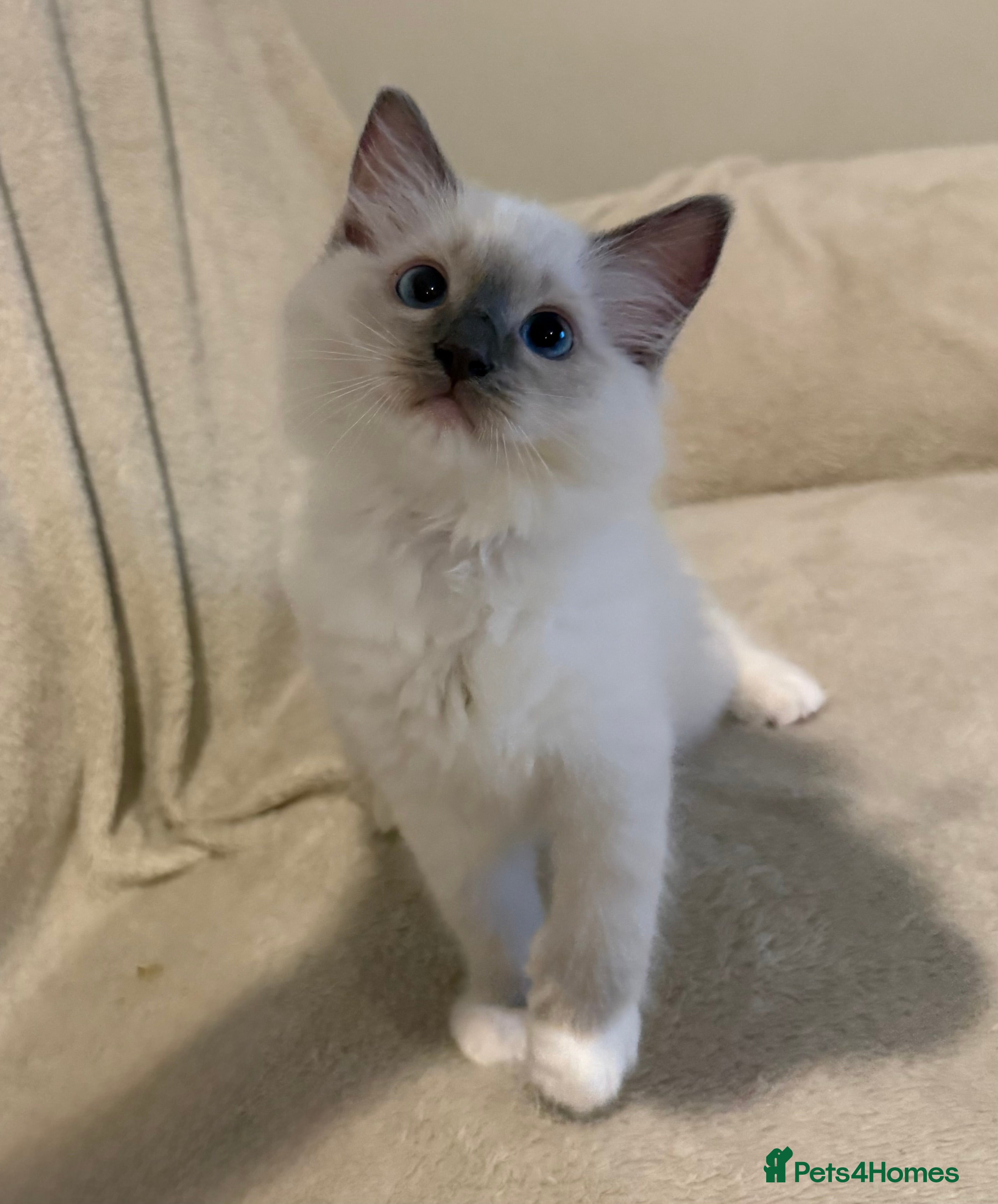 Ragdoll cats 🌟 Ready Now-  5 purebred Ragdoll Kittens 🌟 - Advert 2