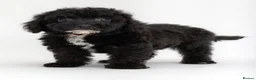 Cavapoo dogs for sale: DNA health tested Beautiful F1b Cavapoos - Advert 17
