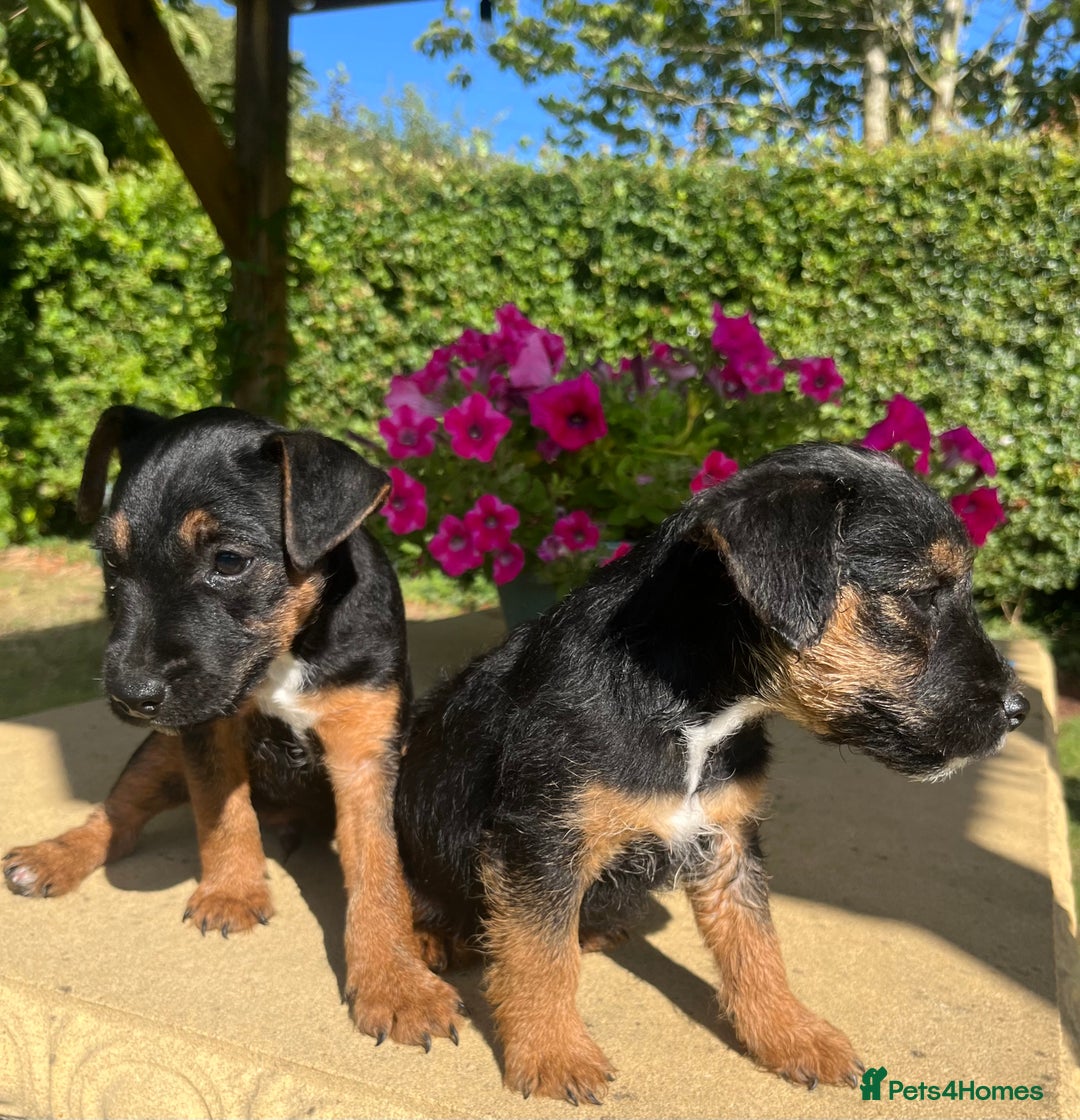 Lakeland Terrier dogs for sale: 1 male terrier  - Image 2