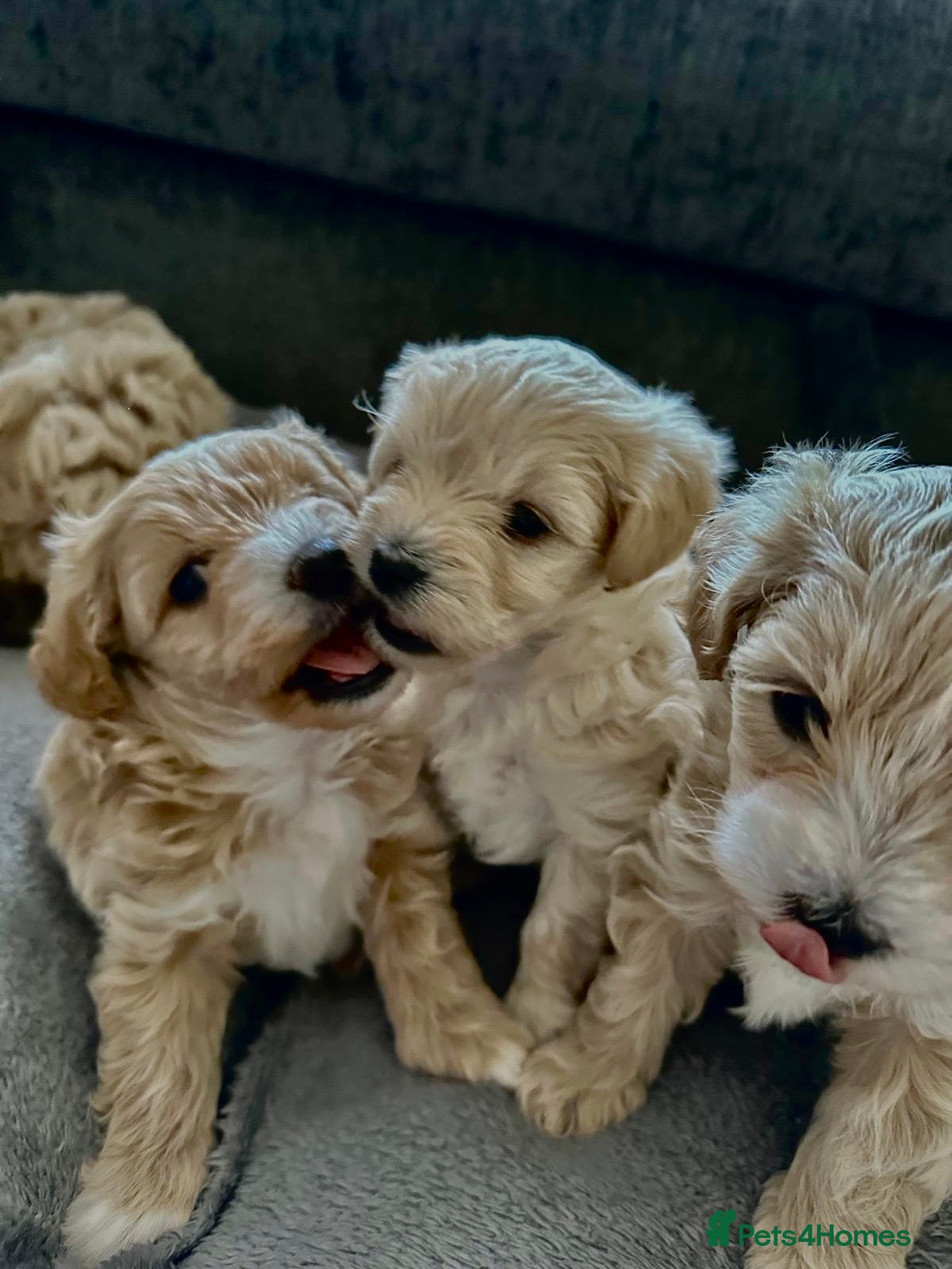 Maltipoo dogs Maltipoo Puppies 💗 - Advert 3