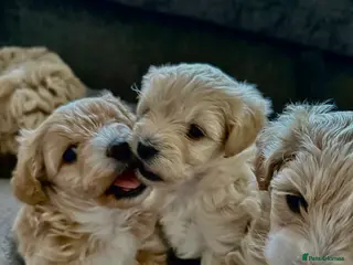 Maltipoo dogs Maltipoo Puppies 💗 - Advert 3