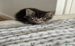 American Shorthair cats for sale: 🌟Adorable kittens now ready 4 forever home🌟 - Image 24