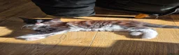 Mixed Breed cats for sale: Maine Coon X in Witham - Advert 7