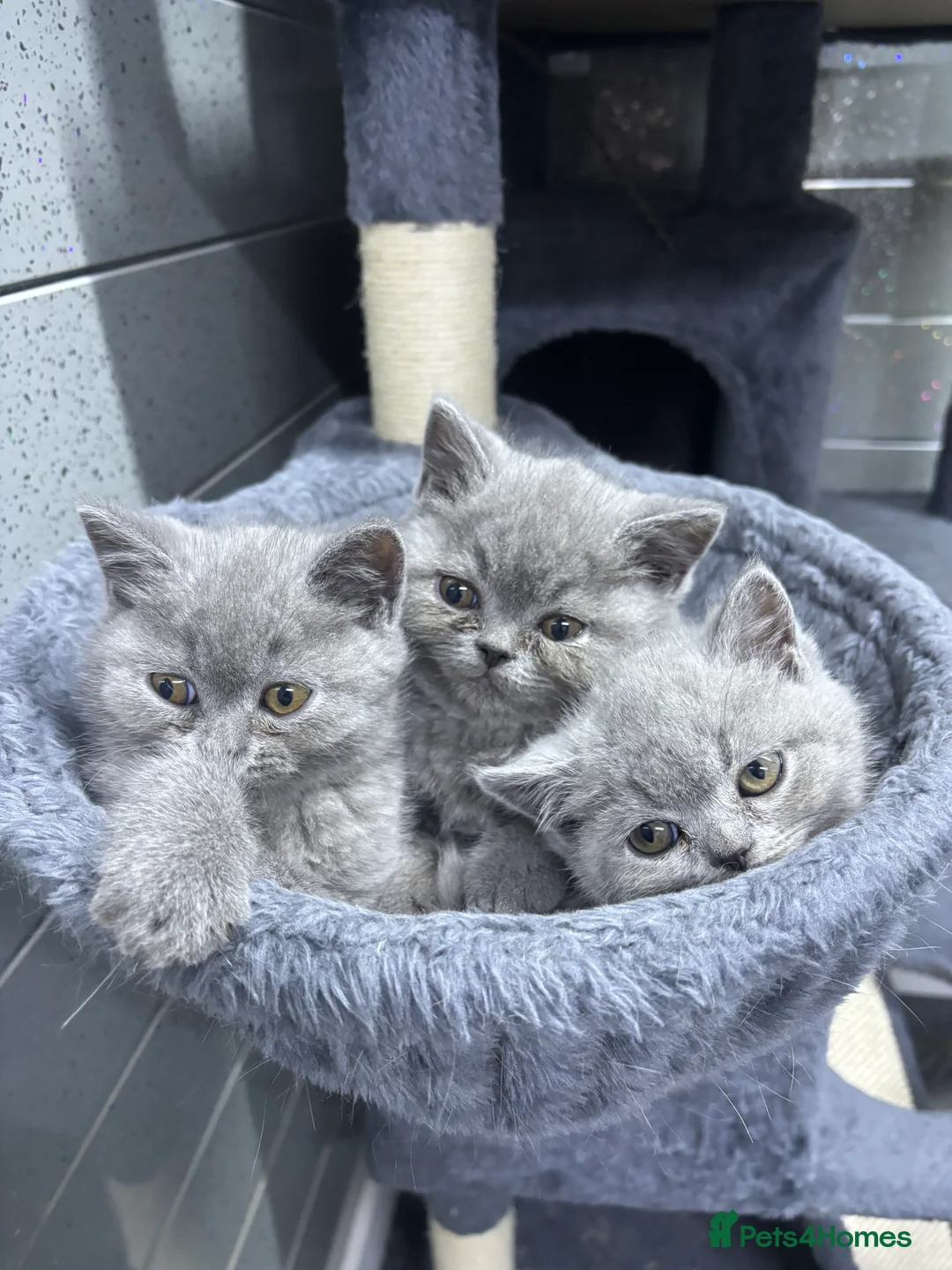 British Shorthair cats for sale: beautiful British shorthair kittens  - Advert 3