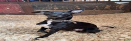 Whippet dogs for stud: Jett Black - Advert 27