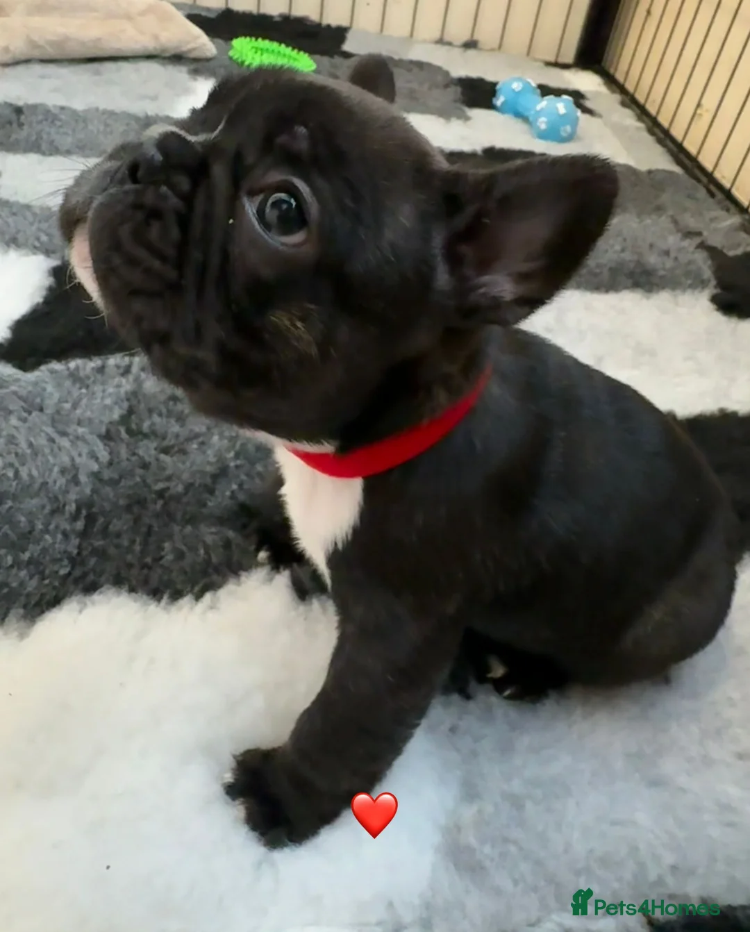 French Bulldog dogs for sale: French Bulldog Puppies - Advert 13