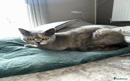 British Shorthair cats for sale: British short hair x Scottish fold  - Image 6