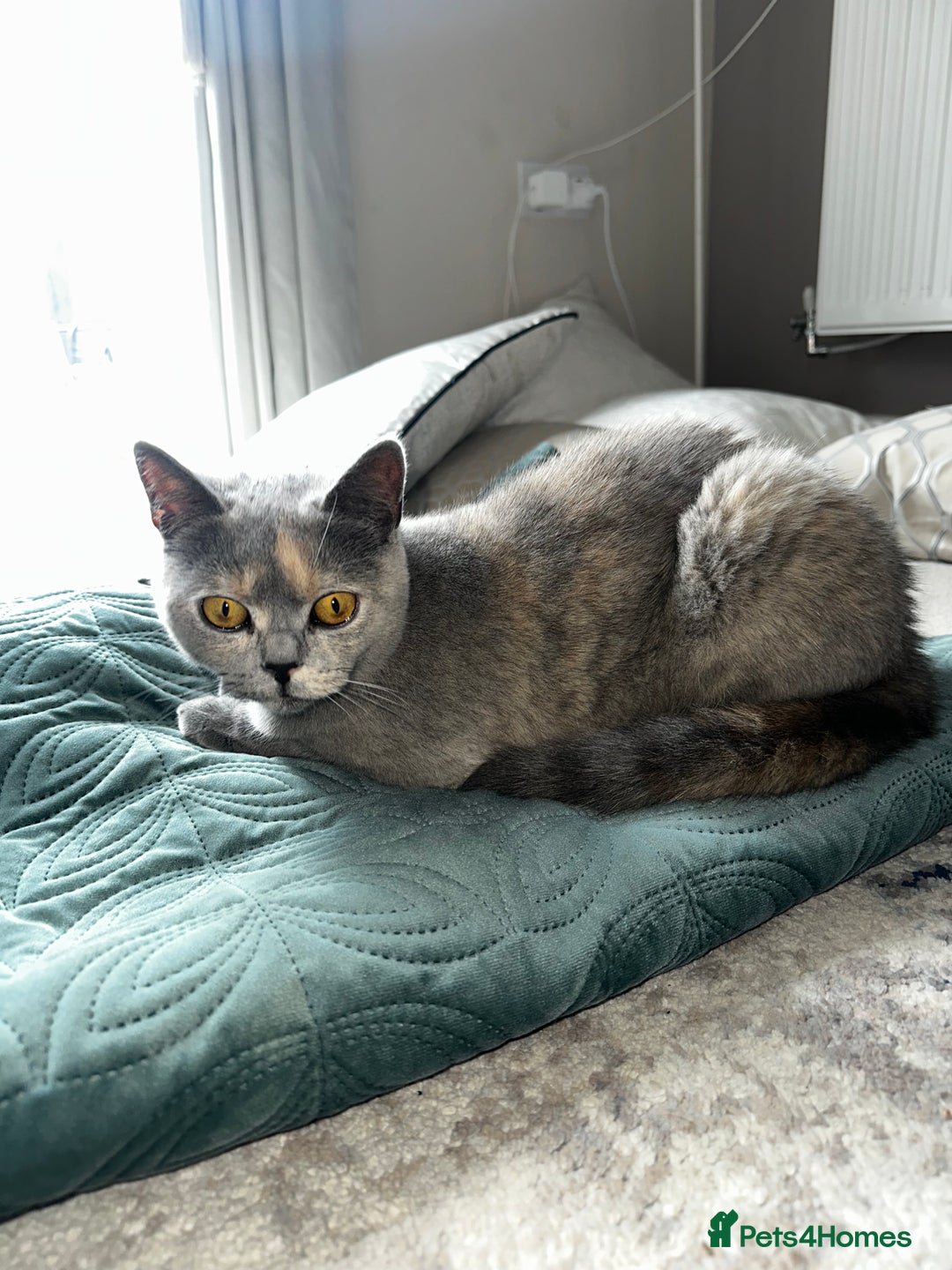 British Shorthair cats for sale: British short hair x Scottish fold  - Image 6