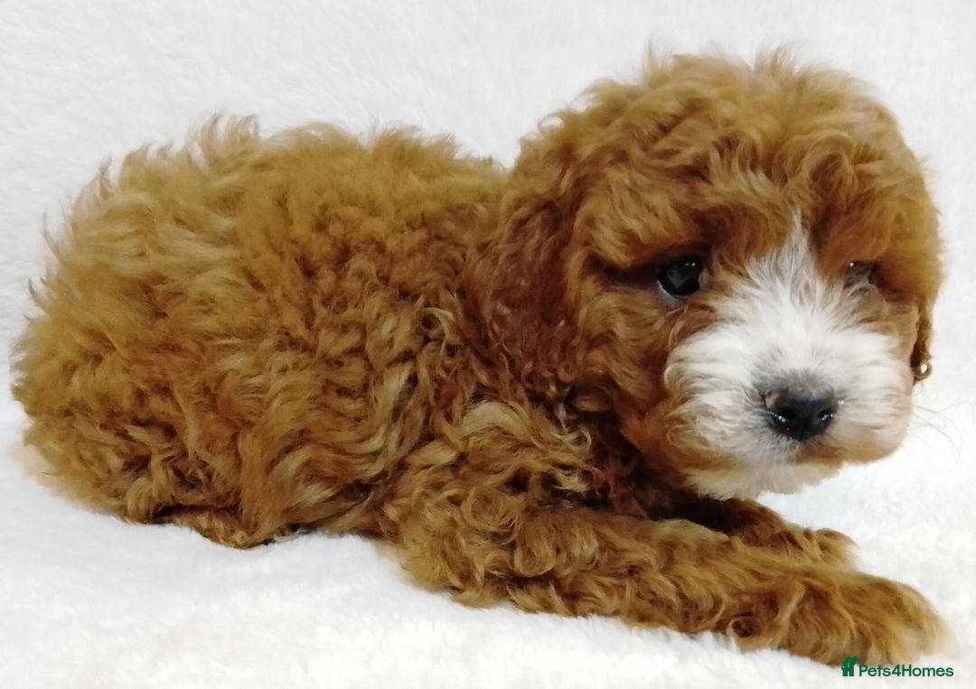 Cavapoo dogs for sale: Cavapoo puppies. - Image 6