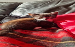 British Shorthair cats for sale: Kitties looking for new homes... - Advert 7