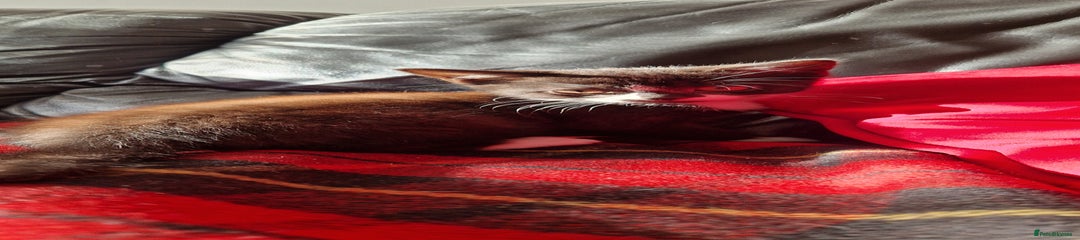 British Shorthair Kitten 4