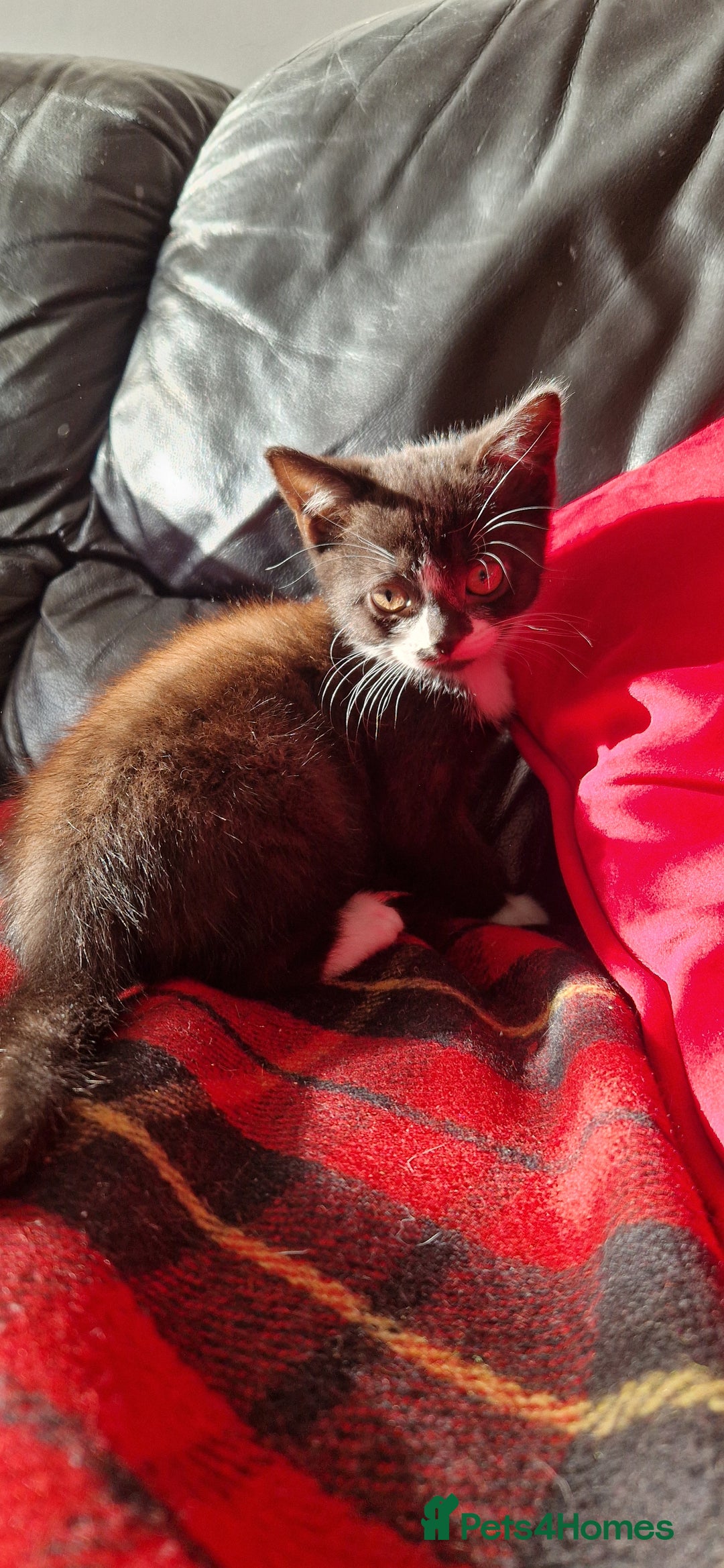 British Shorthair cats for sale: Kitties looking for new homes... - Advert 7