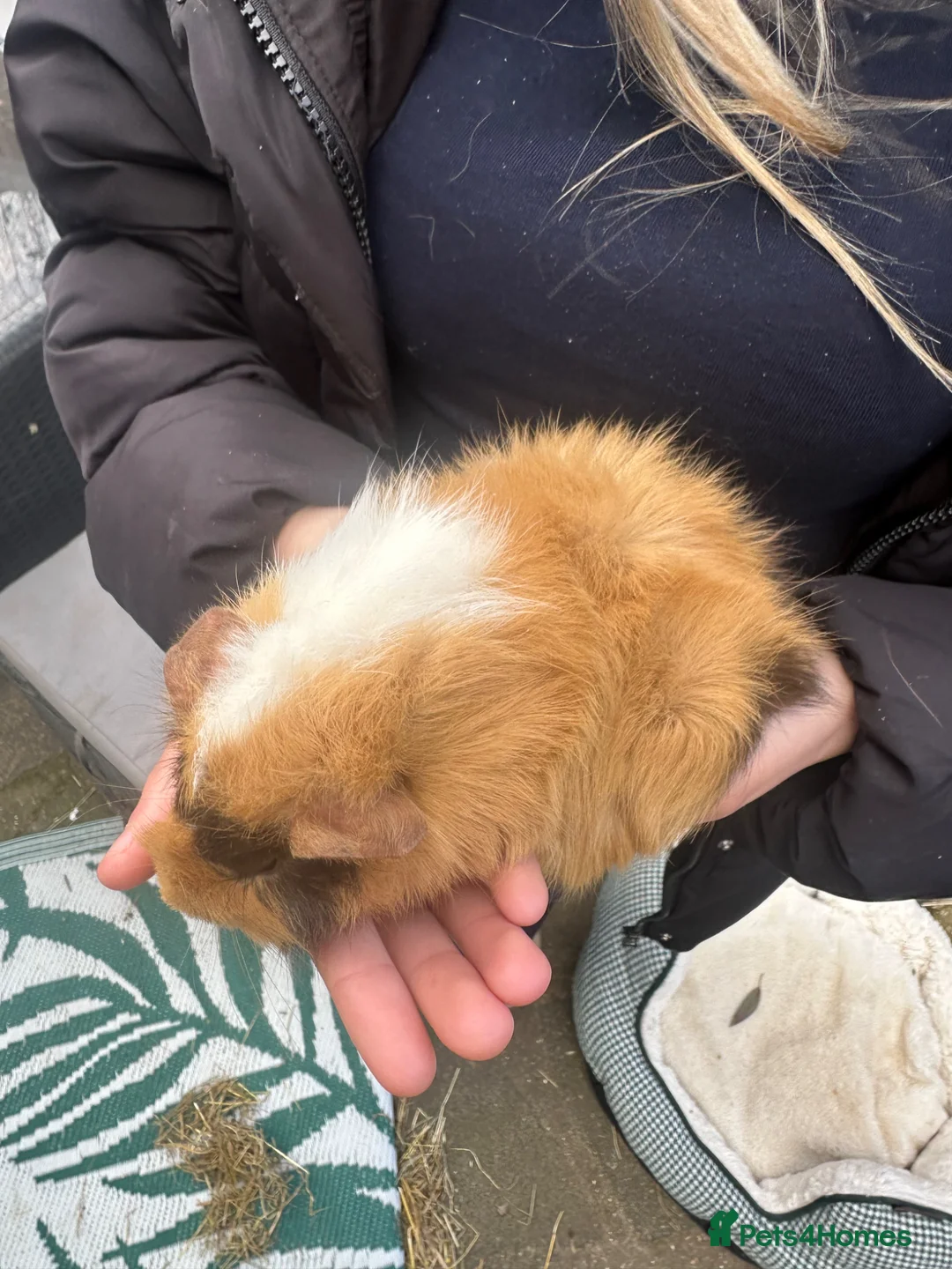 Guinea Pig rodents for sale: URGENT!!! Needs rehoming immediately.  in Erith - Advert 2