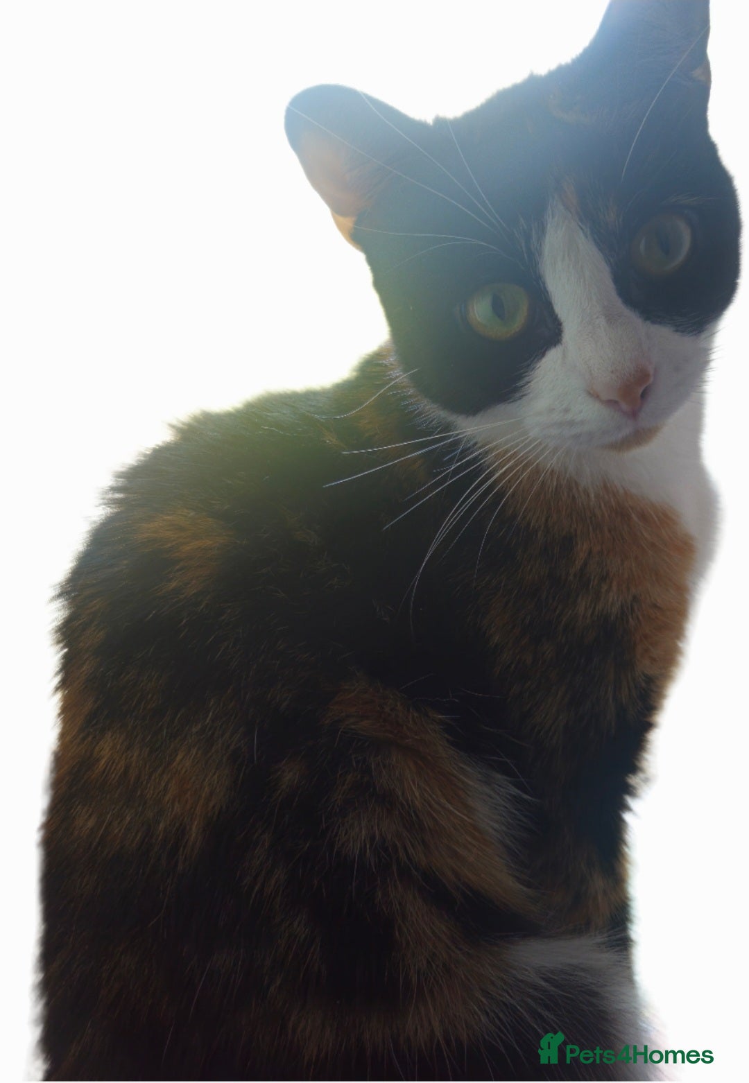 Mixed Breed cats 21 month old Female cat - Advert 1