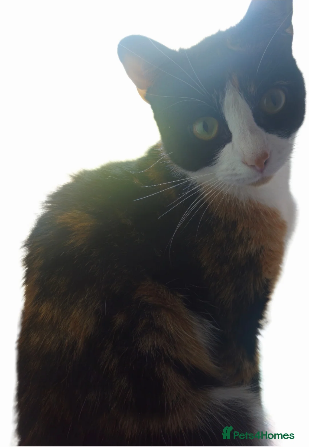 Mixed Breed cats for adoption: 21 month old Female cat - Advert 1