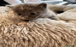 Mixed Breed cats for sale: kittens for sale  - Image 1