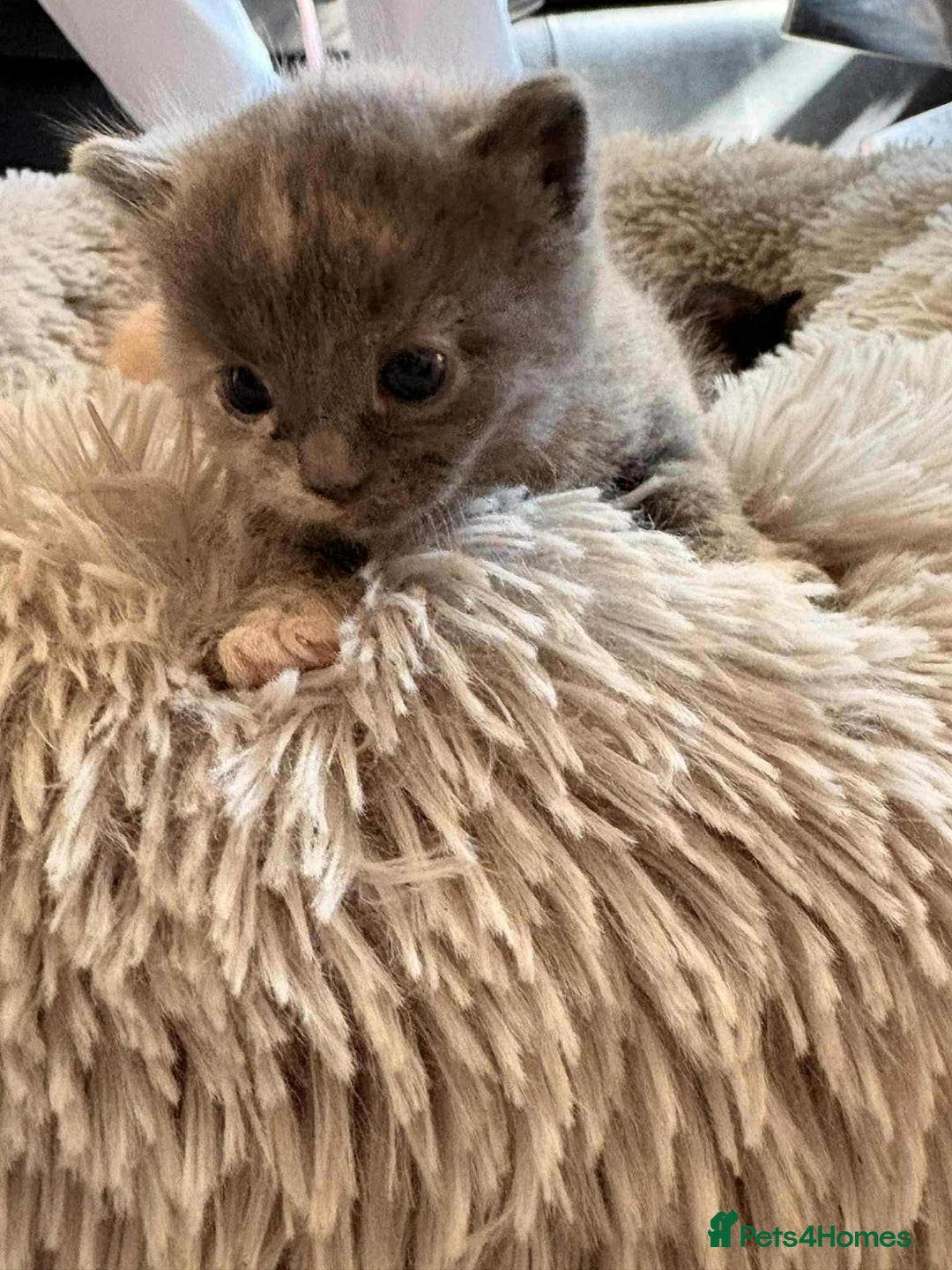 Mixed Breed cats for sale: kittens for sale  - Image 1