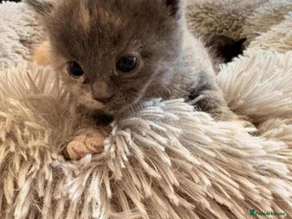 Mixed Breed cats - Advert 11