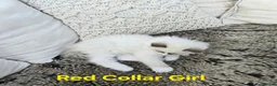 Ragdoll cats for sale: Adorable Ragdoll kittens looking for loving homes! - Advert 31