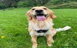 Golden Retriever dogs for sale: Perfect Golden Retriever Puppies - Advert 5