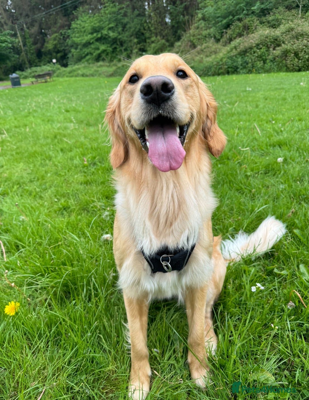 Golden Retriever dogs for sale: Perfect Golden Retriever Puppies - Advert 5