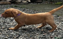 Labrador Retriever dogs for sale: Fox Red Labrador Puppies For Sale in Stranraer - Image 18