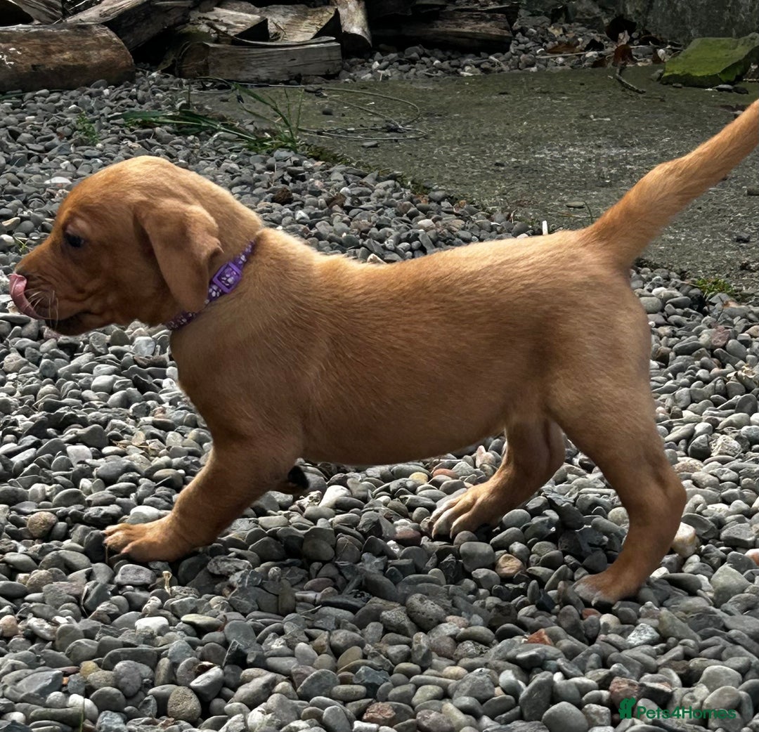 Labrador Retriever dogs for sale: Fox Red Labrador Puppies For Sale in Stranraer - Image 18