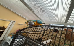 Parrots birds for sale: Macaw - Image 2