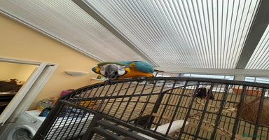 Parrots birds - Advert 8