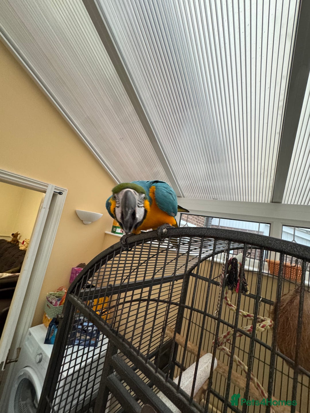 Parrots birds for sale: Macaw - Image 2
