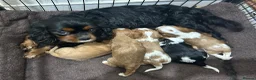 Cavalier King Charles Spaniel dogs for sale: ⭐️Beautiful health tested Cavalier King Charles⭐️ - Advert 11