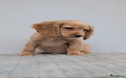 Cocker Spaniel dogs for sale: Cracking Cocker Pups - Image 13