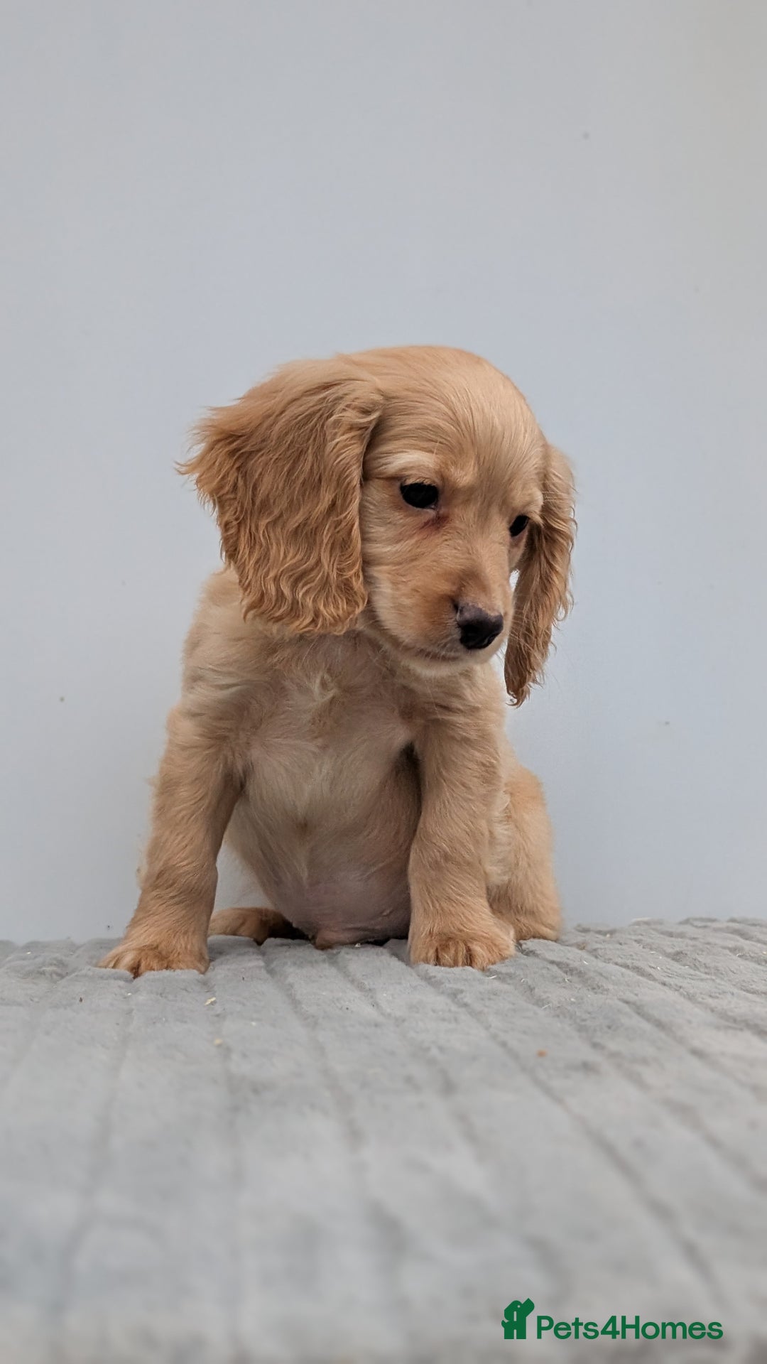 Cocker Spaniel dogs for sale: Cracking Cocker Pups - Image 13