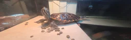 Turtle reptiles for sale: Turtle are free, set for sale. - Advert 6