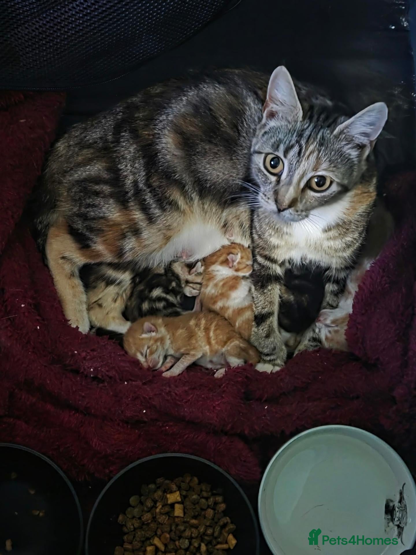 Mixed Breed cats Mom and babies  - Advert 10