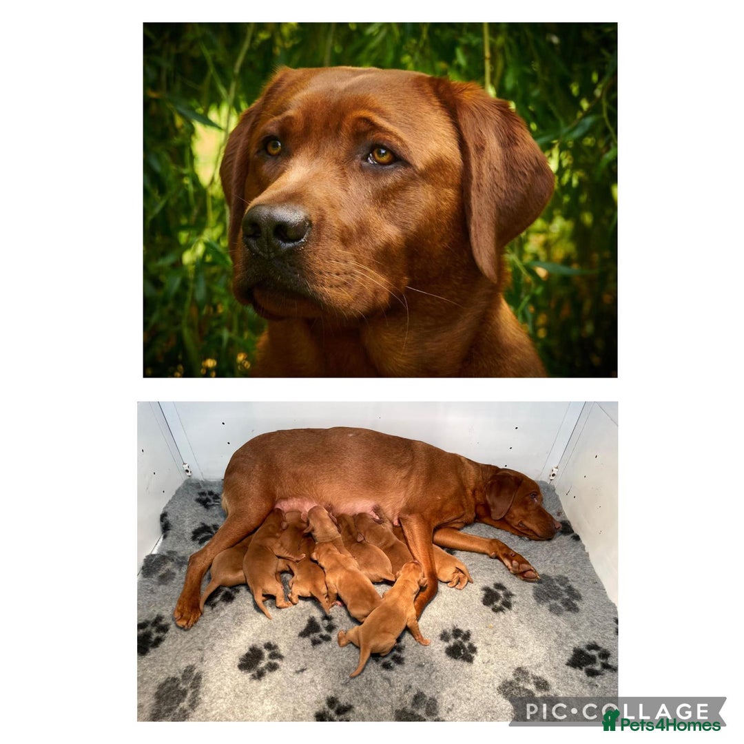 Labrador Retriever dogs for sale: Fox Red Labrador Pups For Sale - Advert 1