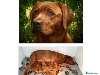 Labrador Retriever dogs Fox Red Labrador Pups For Sale - Advert 15