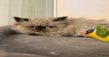 Persian cats - Advert 5