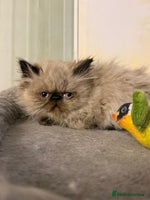 Persian cats - Advert 3