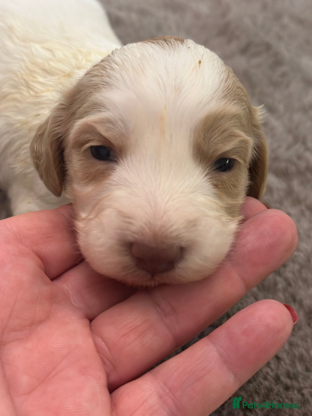 Cockapoo dogs for sale: Unusually fabulous cockapoos   - Image 11
