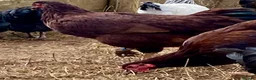 Chickens poultry for sale: Rhode Island Red - Advert 7
